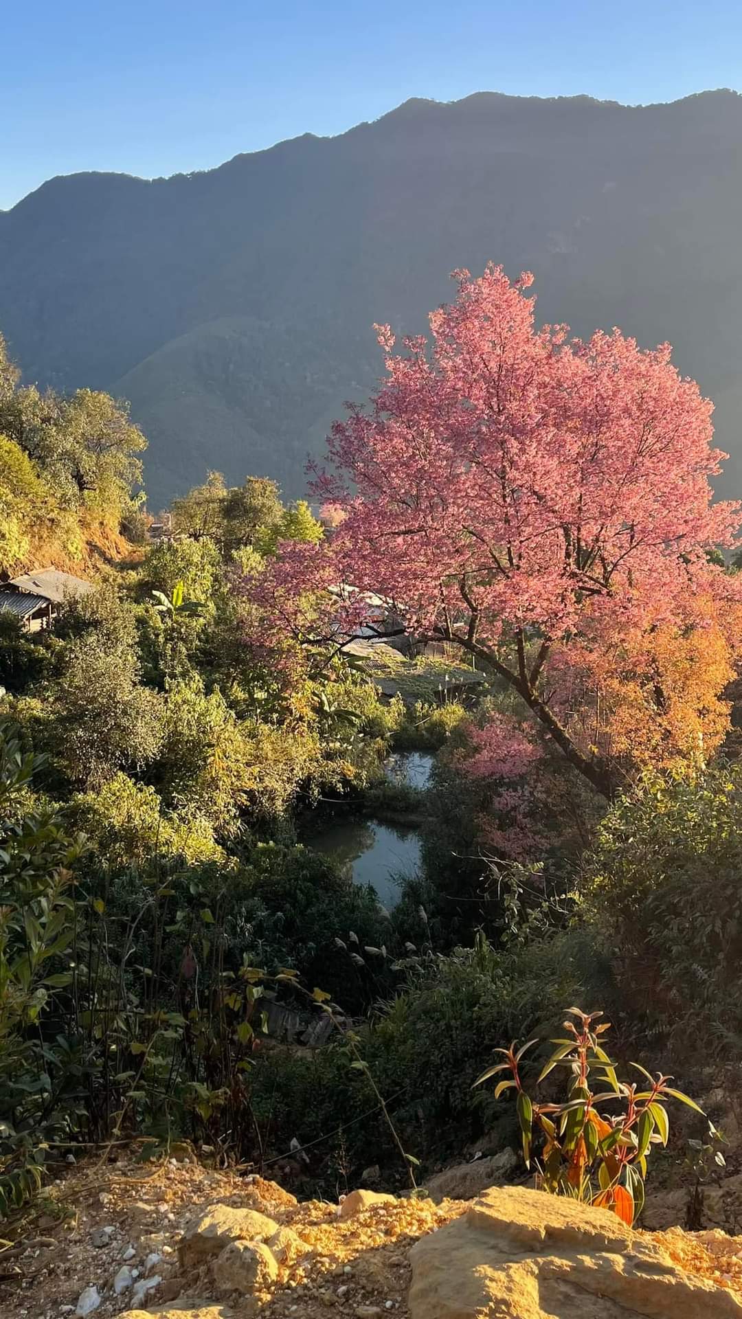 Hoa_dao_nam_nghiep