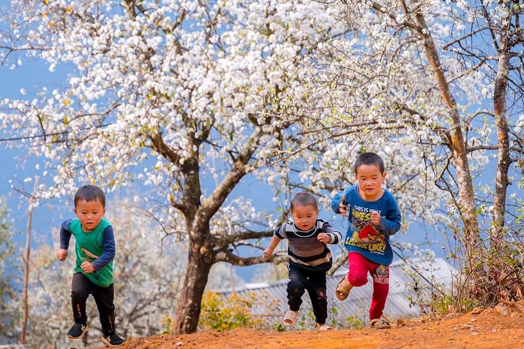 Trại sáng tác mỹ thuật giúp nâng tầm biểu tượng hoa Sơn Tra