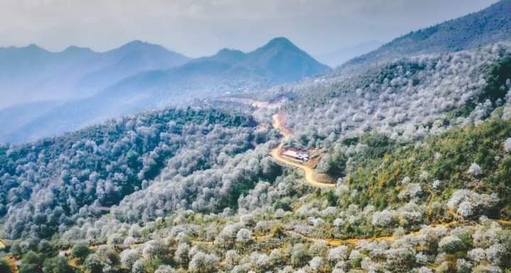 Cây táo sơn tra