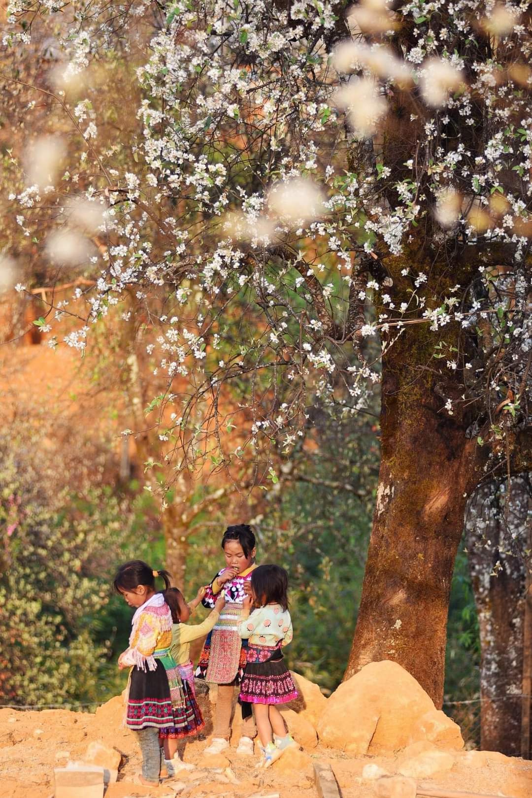 Hoa Sơn Tra 