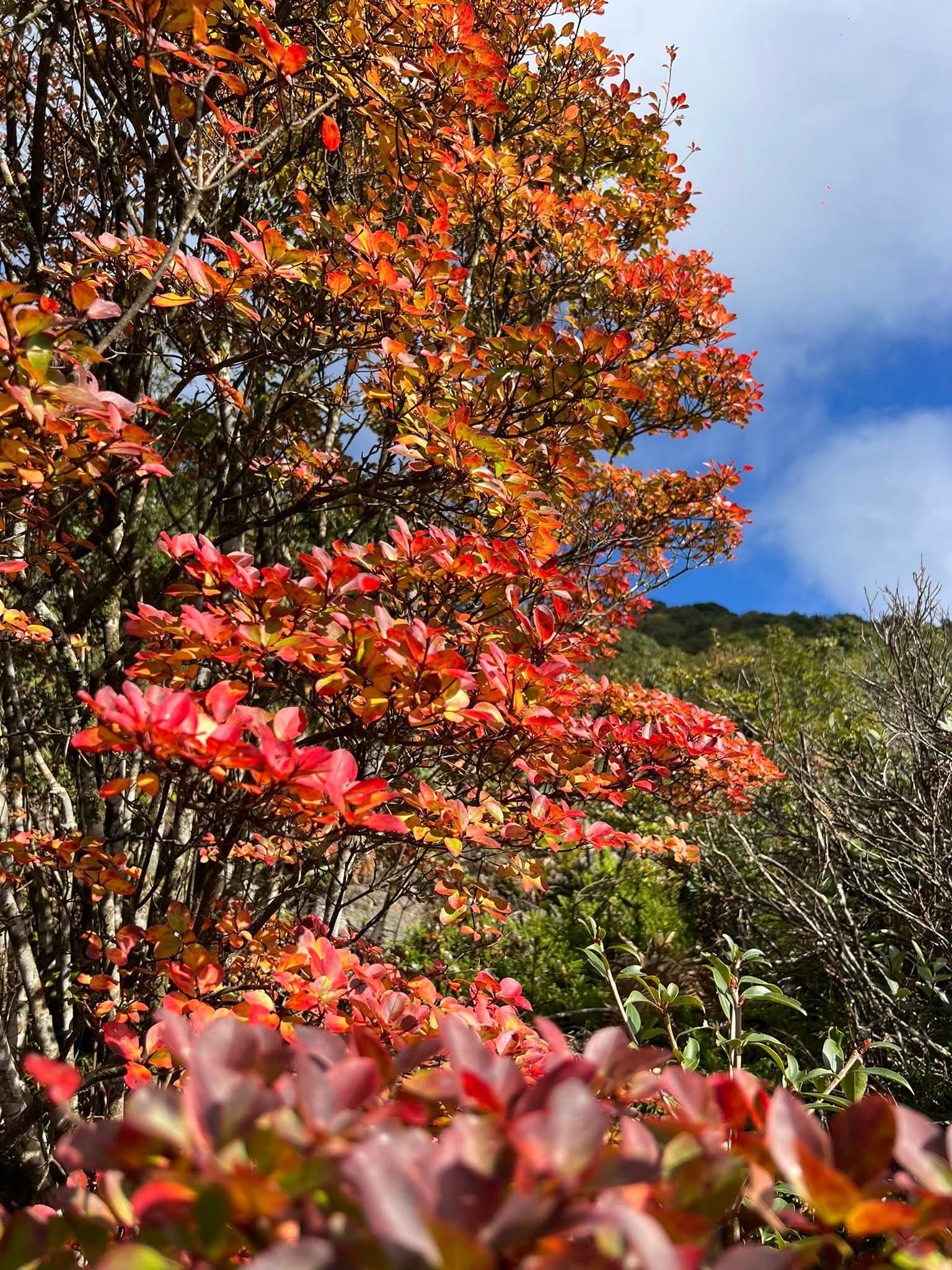 Mùa lá đỏ trên các đỉnh núi ở Nậm Nghẹp 