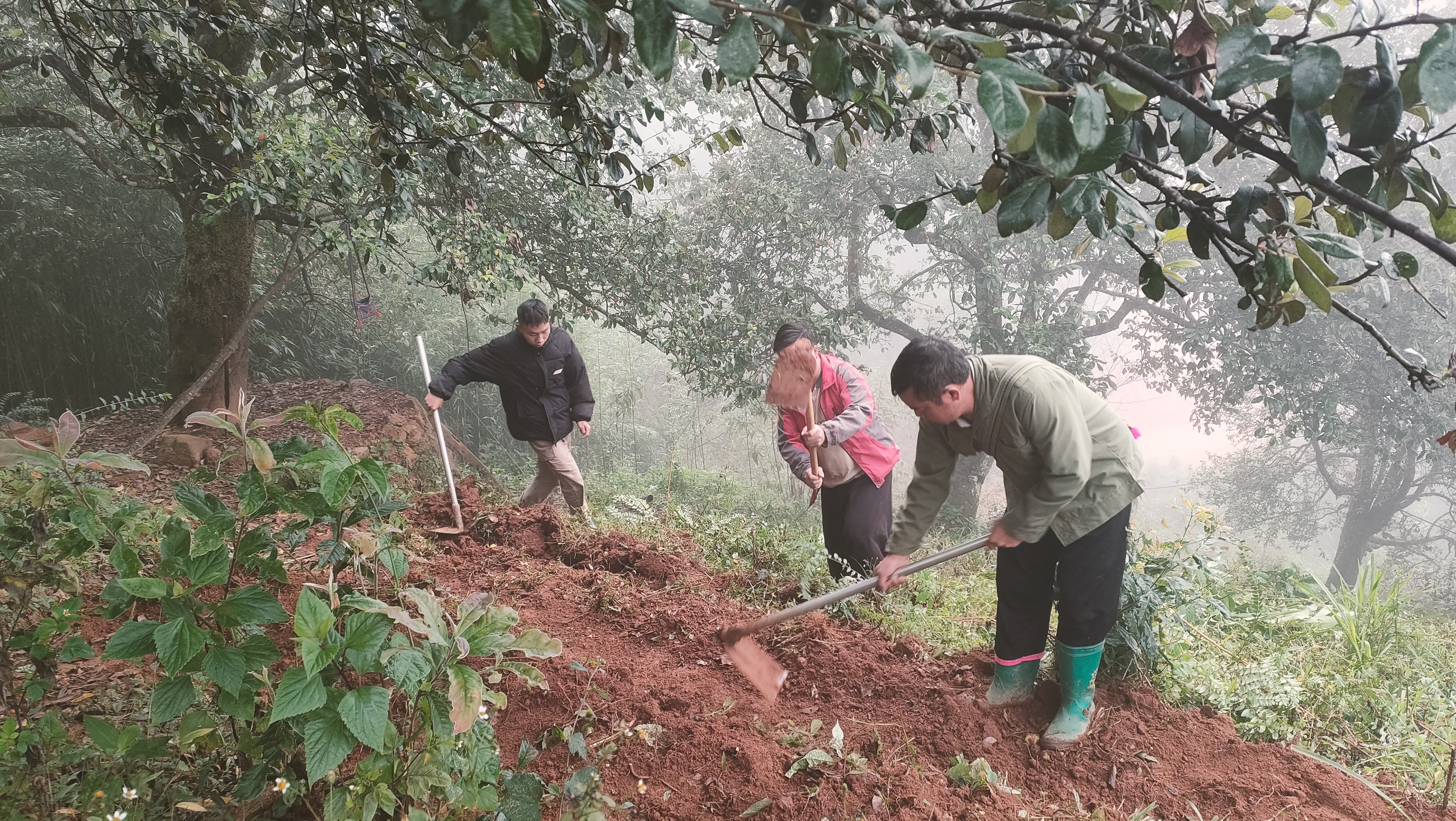 HTX Nậm Nghẹp trồng sâm