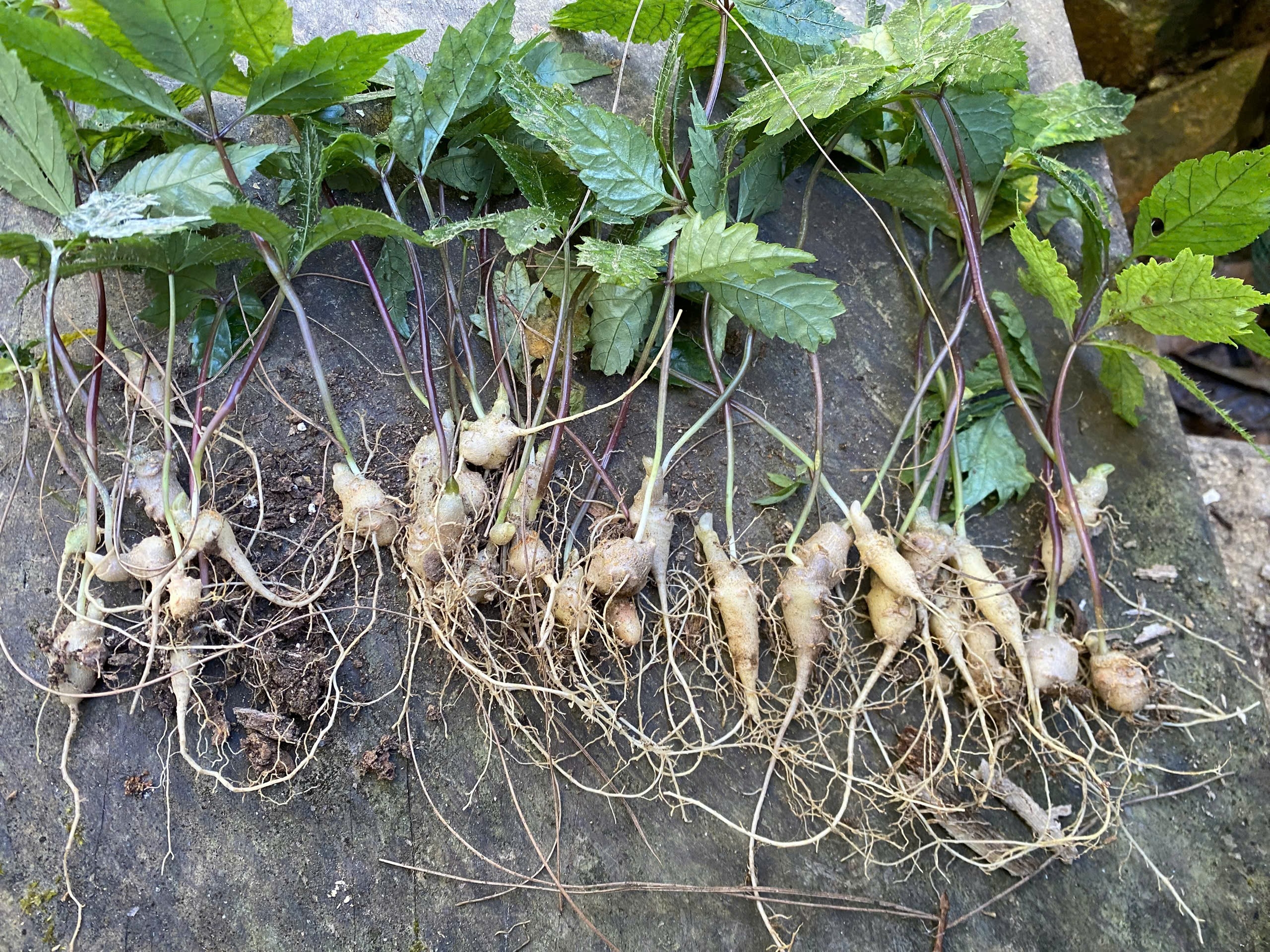 Sâm panax Vietnamese tại Nậm Nghẹp 