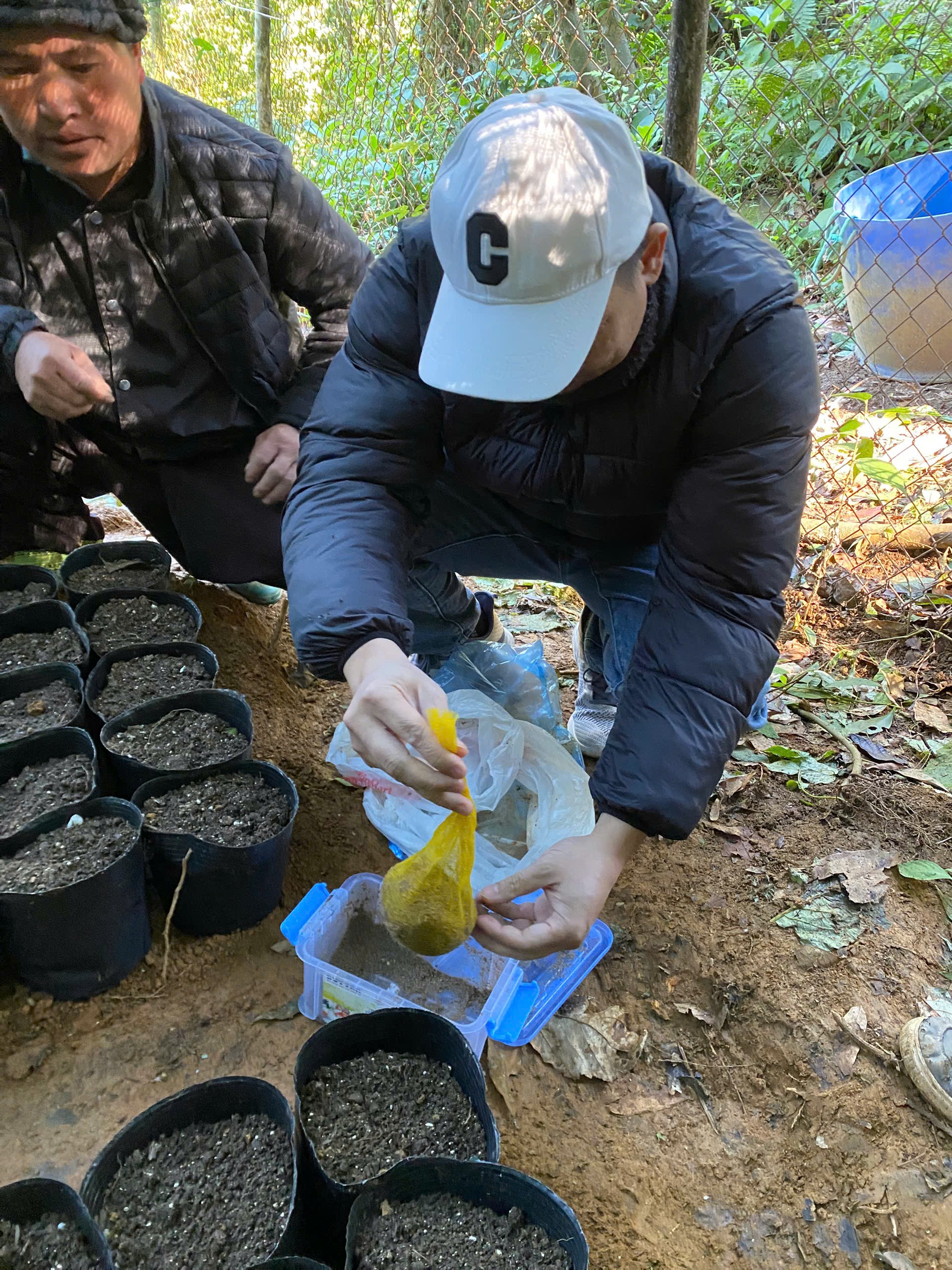 HTX Nậm Nghẹp tiếp nhận hạt giống sâm Ngọc Linh 