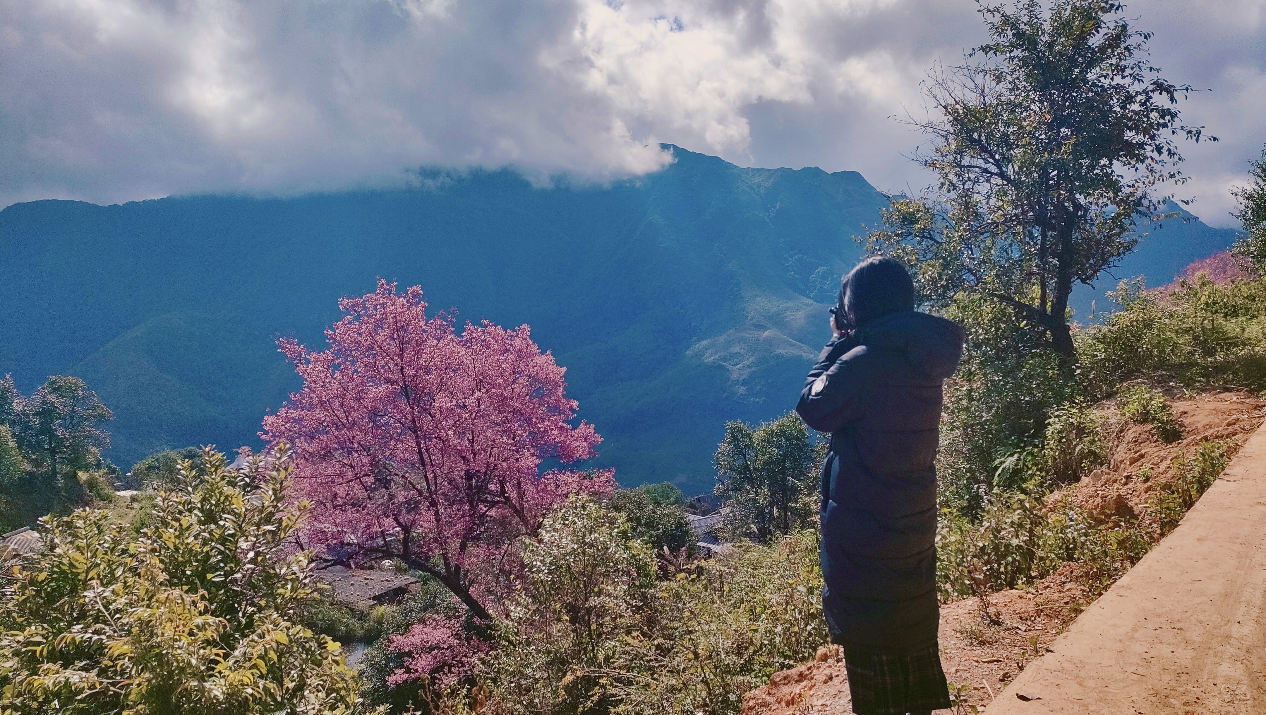 Mùa hoa tớ dày níu chân du khách