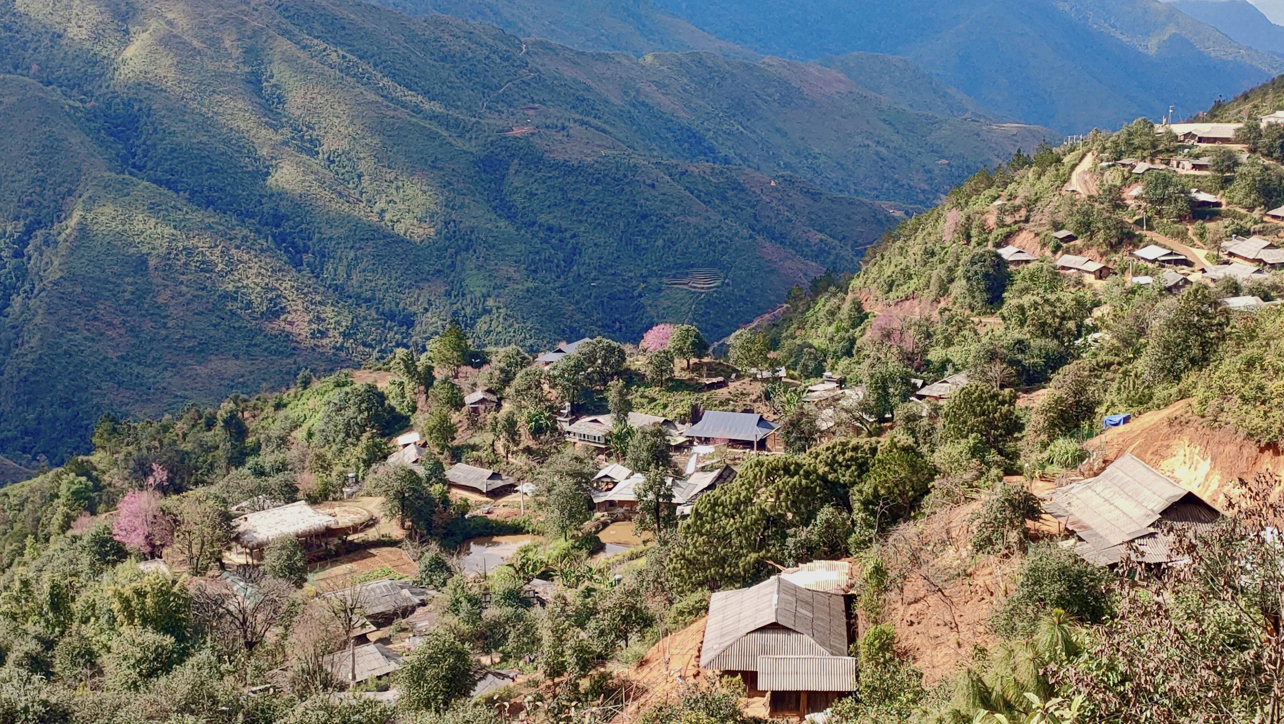 Bản làng trong nắng sớm với những tán hoa hồng rực rỡ 