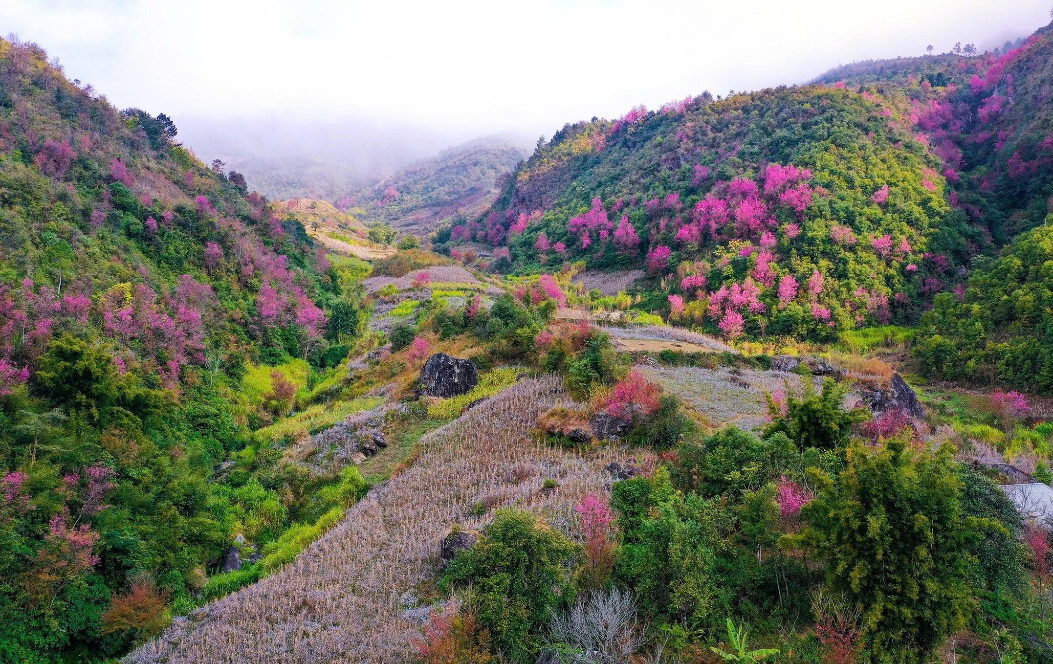 Hoa anh đào ở Mù Cang Chải 