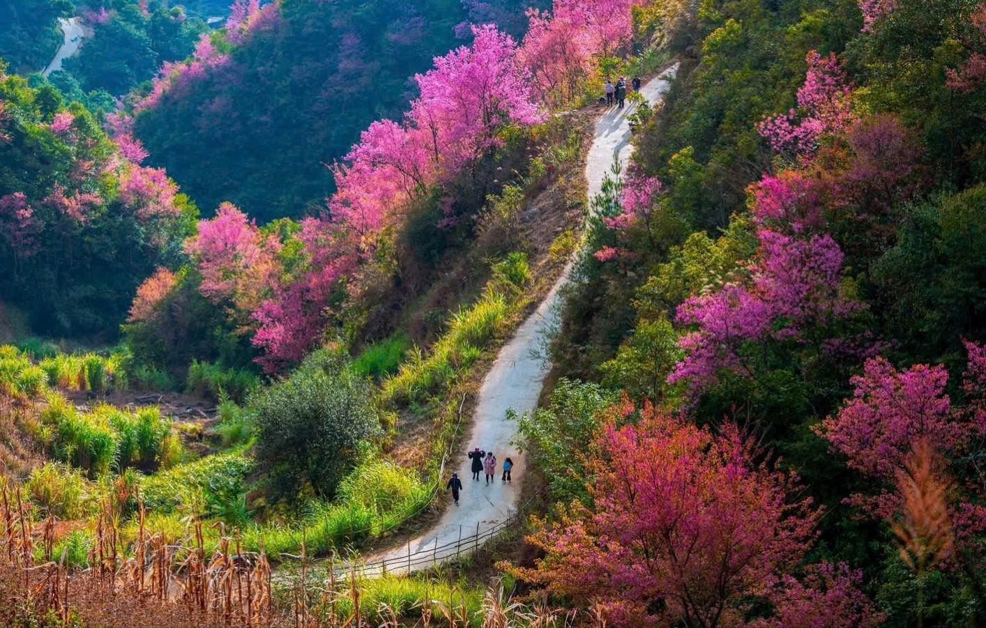 Mùa hoa anh đào ở Mù Cang Chải thường bắt đầu từ giữa tháng 12