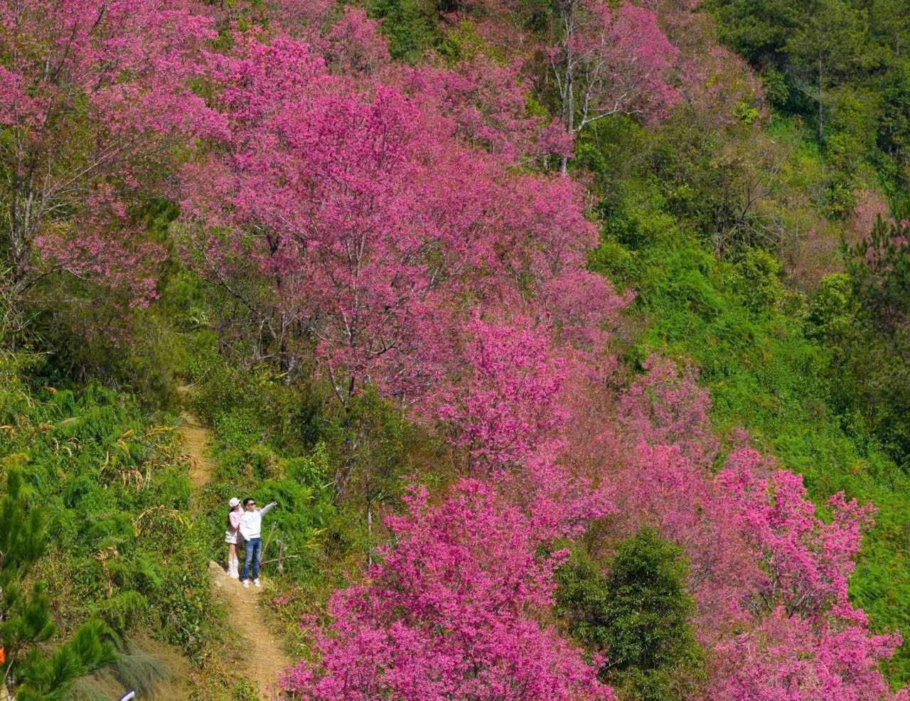 Hoa anh đào hấp dẫn níu chân du khách 