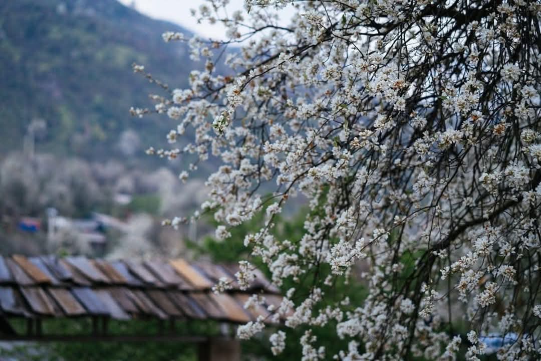 Hoa Sơn Tra Nậm Nghẹp 