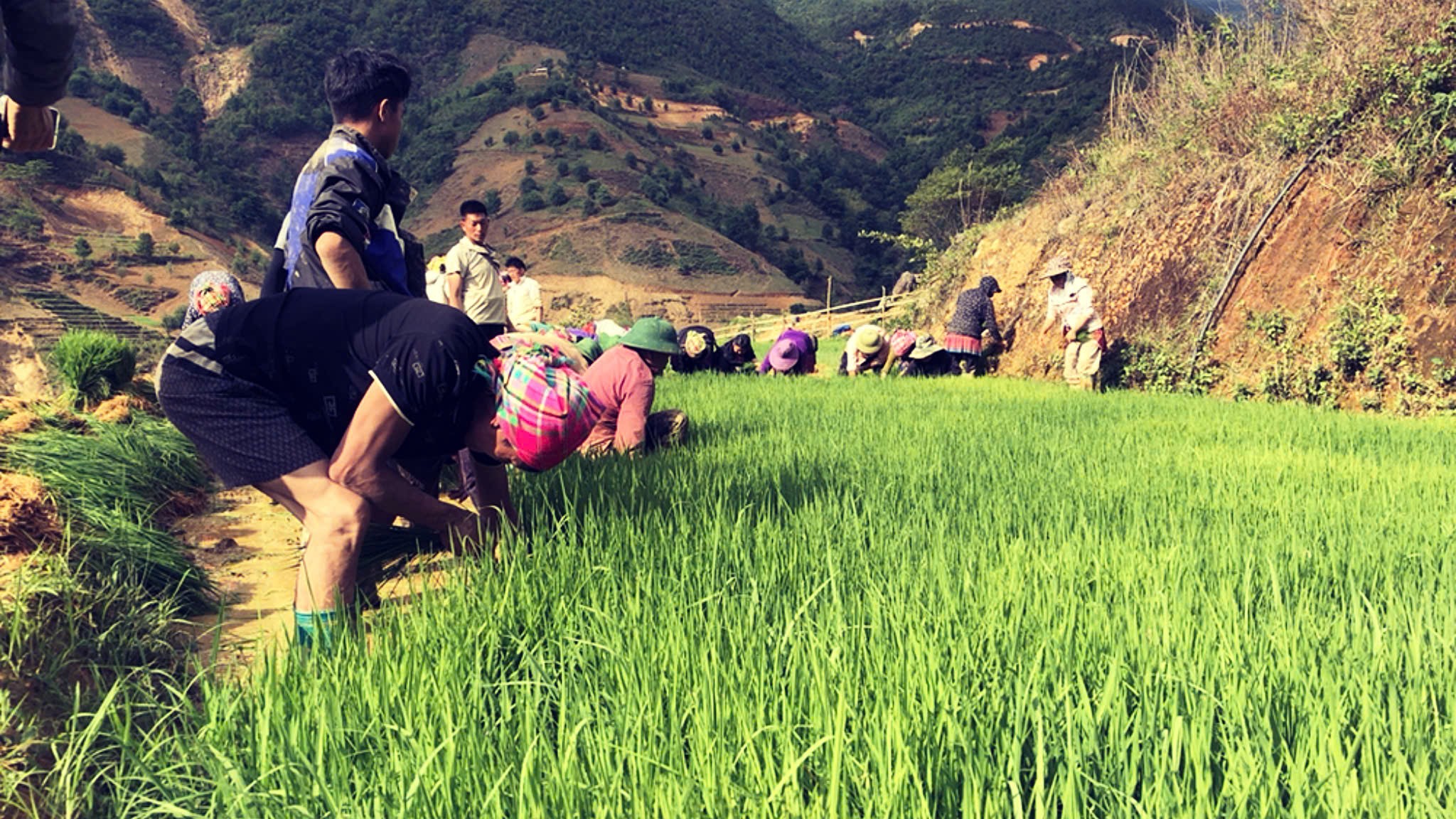 Nông nghiệp ở Nậm Nghẹp 