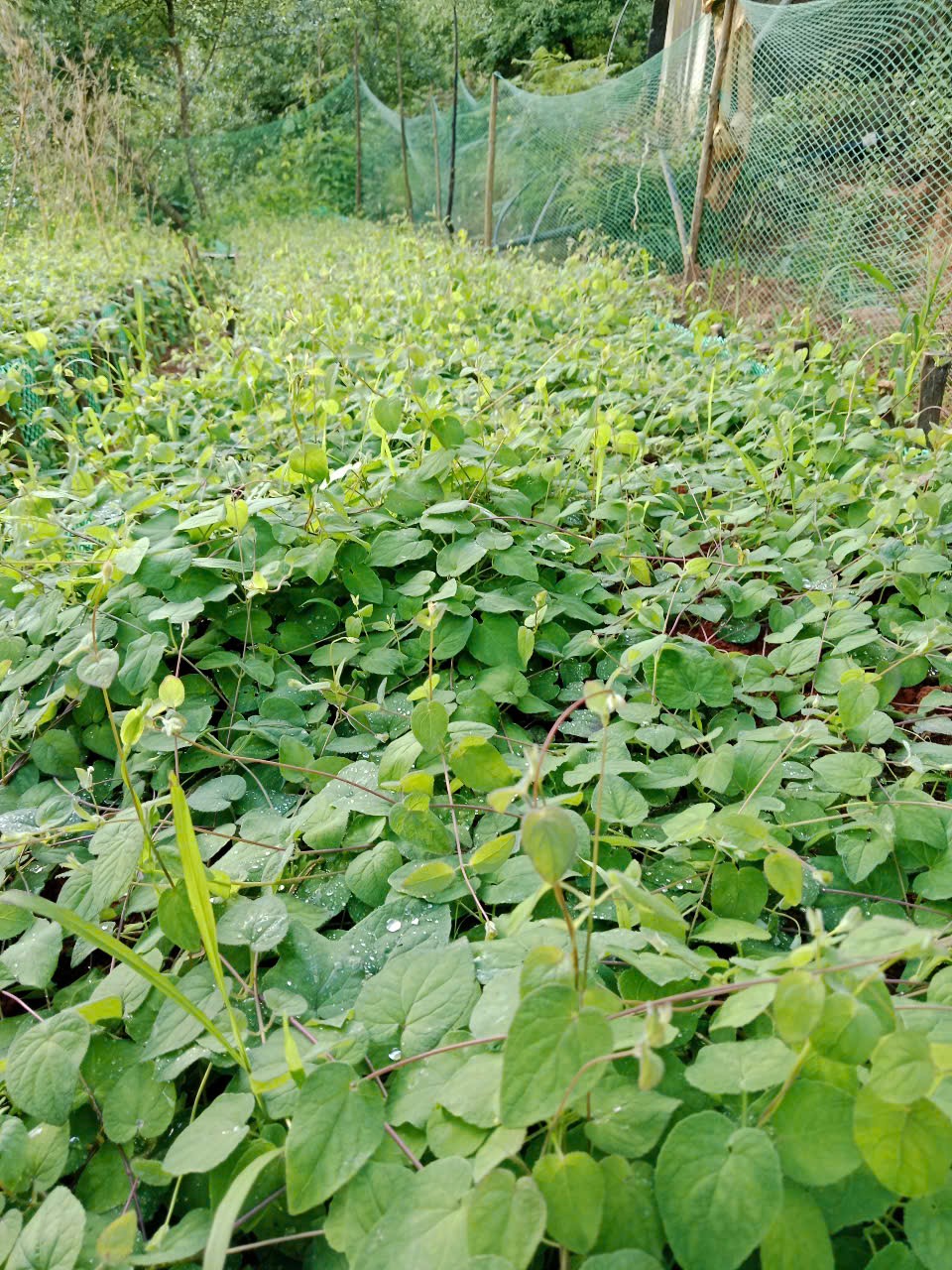 Đẳng sâm Nậm Nghiệp