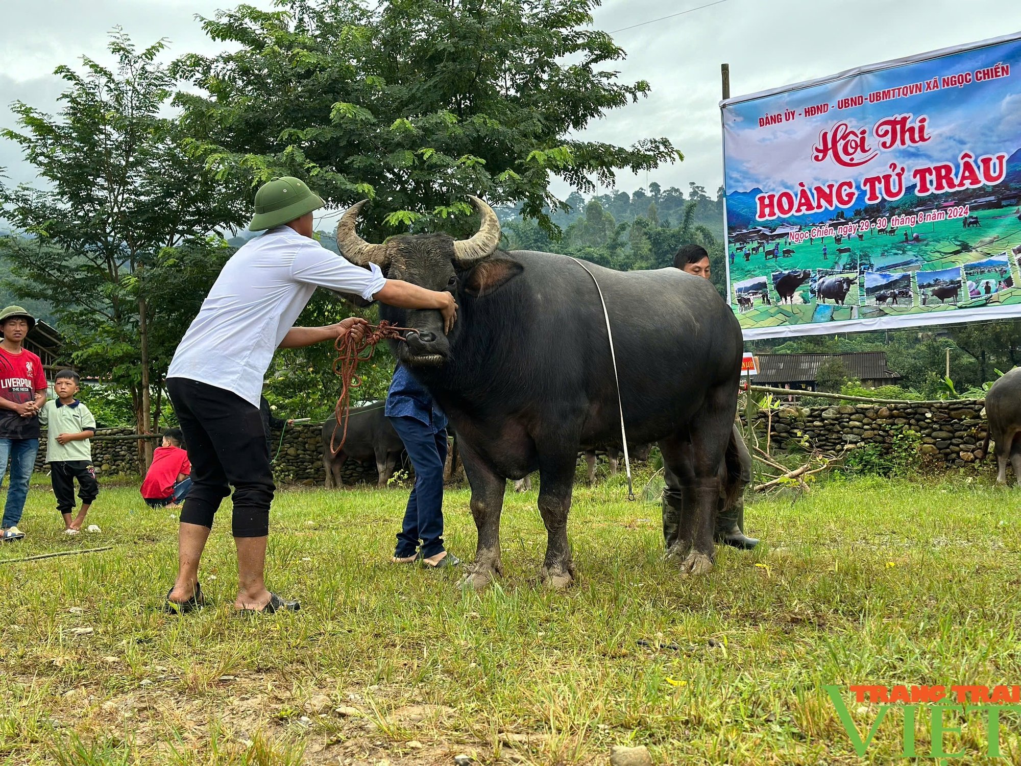 Hoàng tử trâu ở Ngọc Chiến