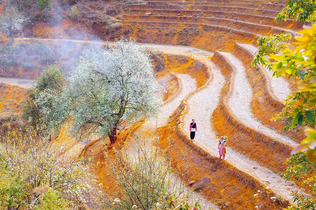 Hoa son tra nam nghep 