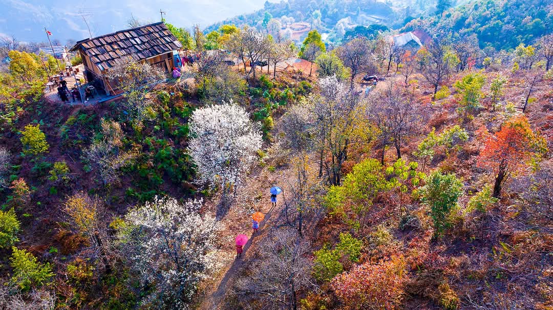 Hoa sơn tra nậm nghẹp 