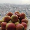 Táo mèo Sơn Tra Nậm Nghiệp có gì mà quý thế ?