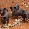 Lợn bản uy tín ăn Tết năm kinh tế buồn bao phê