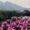 Phát hiện rừng hoa đỗ quyên hàng ngàn ha ở Nậm Nghiệp