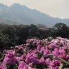Phát hiện rừng hoa đỗ quyên hàng ngàn ha ở Nậm Nghiệp