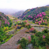 Hướng dẫn đi Mù Cang Chải chụp hoa anh đào 2N1D