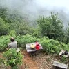 Người mở đường cho chăn nuôi tập trung và nông nghiệp tuần hoàn ở Nậm Nghiệp