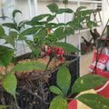 Ngọc Chiến: Đưa cây dược liệu và nông sản trái vụ vào phát triển du lịch cộng đồng