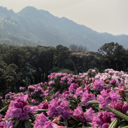 Phát hiện rừng hoa đỗ quyên hàng ngàn ha ở Nậm Nghiệp