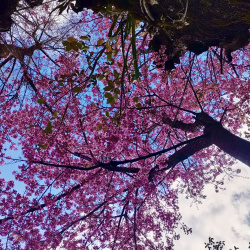 Danh sách hướng dẫn viên, xe ôm, chụp ảnh và nhà nghỉ ở Mù Cang Chải