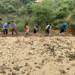 Nậm Nghiệp làm lại “cuộc chơi” với cây đẳng sâm: Từ cạn kiệt tự nhiên đến hướng đi bền vững