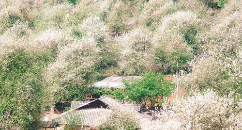 Hoa Sơn Tra ở Nậm Nghiệp