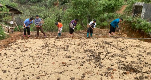 Nậm Nghiệp làm lại “cuộc chơi” với cây đẳng sâm: Từ cạn kiệt tự nhiên đến hướng đi bền vững