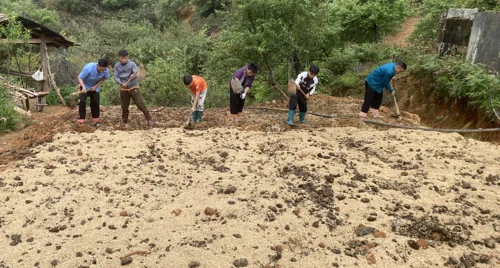 Nậm Nghiệp làm lại “cuộc chơi” với cây đẳng sâm: Từ cạn kiệt tự nhiên đến hướng đi bền vững