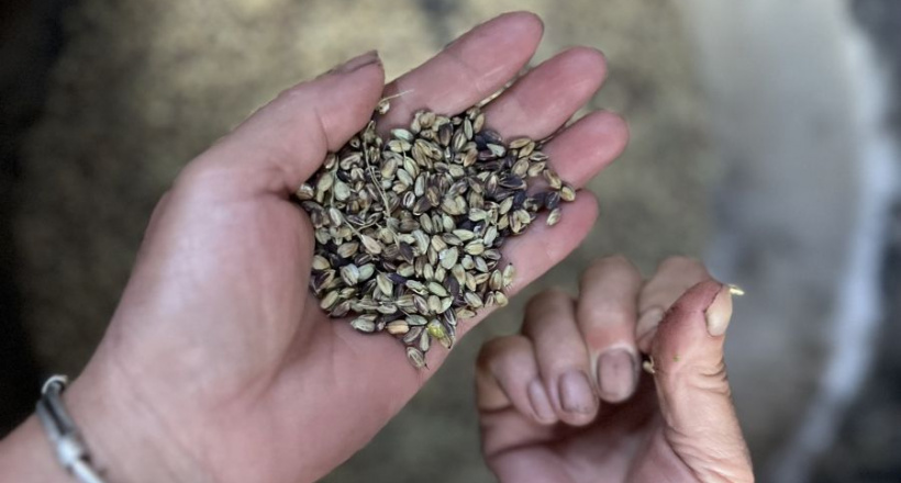 Độc đáo sản vật Gạo nếp tan Ngọc Chiến