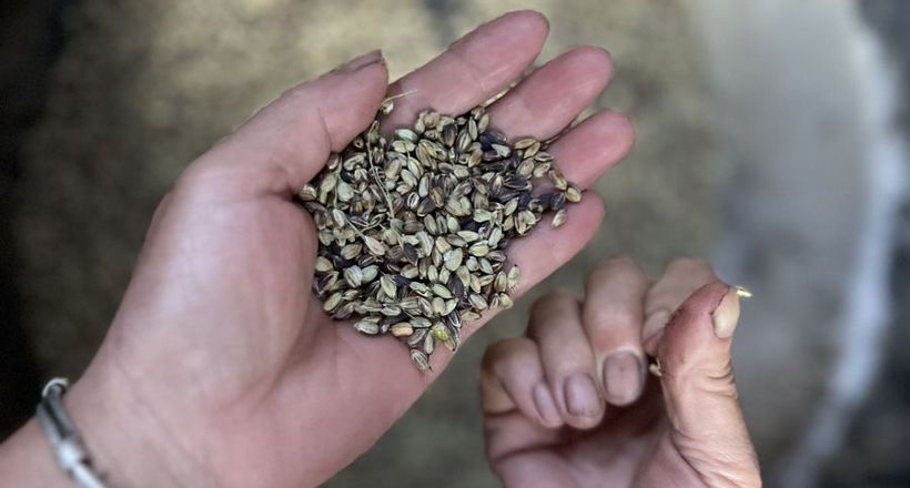 Độc đáo sản vật Gạo nếp tan Ngọc Chiến