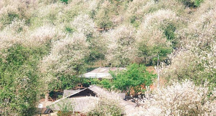 Hoa Sơn Tra ở Nậm Nghiệp