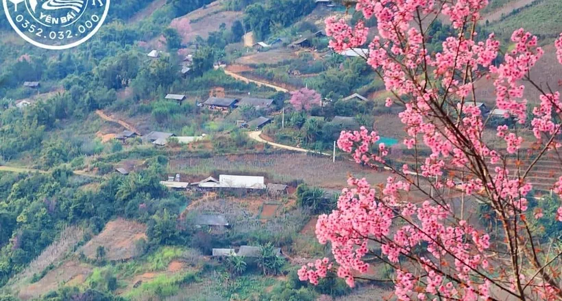 Tháng 12 ngắm hoa Tớ Dày ở Tây Bắc