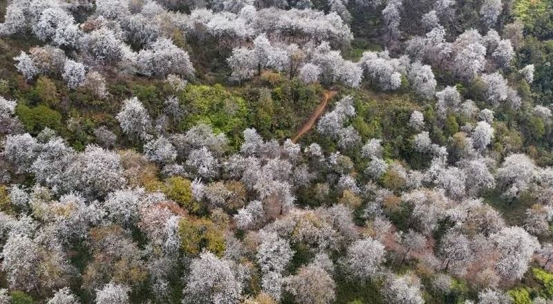 Cập nhật mới nhất về mùa ngắm hoa Sơn Tra Nậm Nghiệp