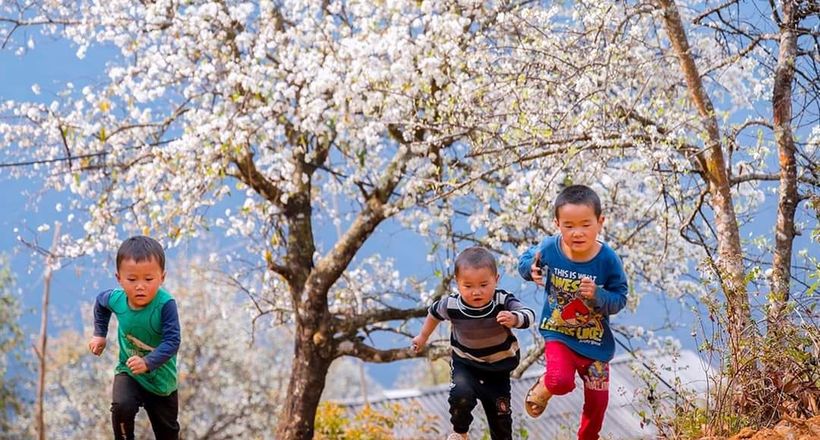 Trại sáng tác mỹ thuật giúp nâng tầm biểu tượng hoa Sơn Tra