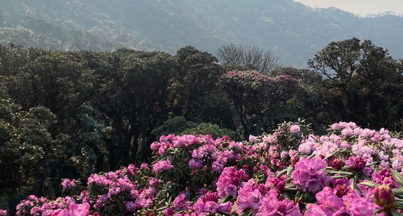Phát hiện rừng hoa đỗ quyên hàng ngàn ha ở Nậm Nghiệp