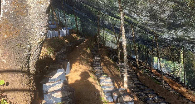 HTX Nậm Nghẹp từng bước biến bản làng thành "vương quốc dược liệu"