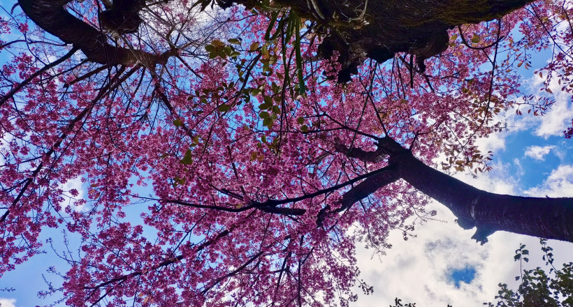 Danh sách hướng dẫn viên, xe ôm, chụp ảnh và nhà nghỉ ở Mù Cang Chải