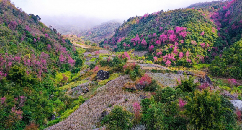 Hướng dẫn đi Mù Cang Chải chụp hoa anh đào 2N1D