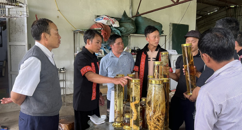 HTX Nậm Nghiệp tham quan học tập tại Lai Châu: Học làm du lịch cộng đồng và trồng sâm để làm giàu cho bản