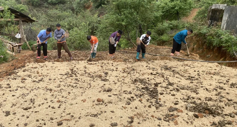 Nậm Nghiệp làm lại “cuộc chơi” với cây đẳng sâm: Từ cạn kiệt tự nhiên đến hướng đi bền vững