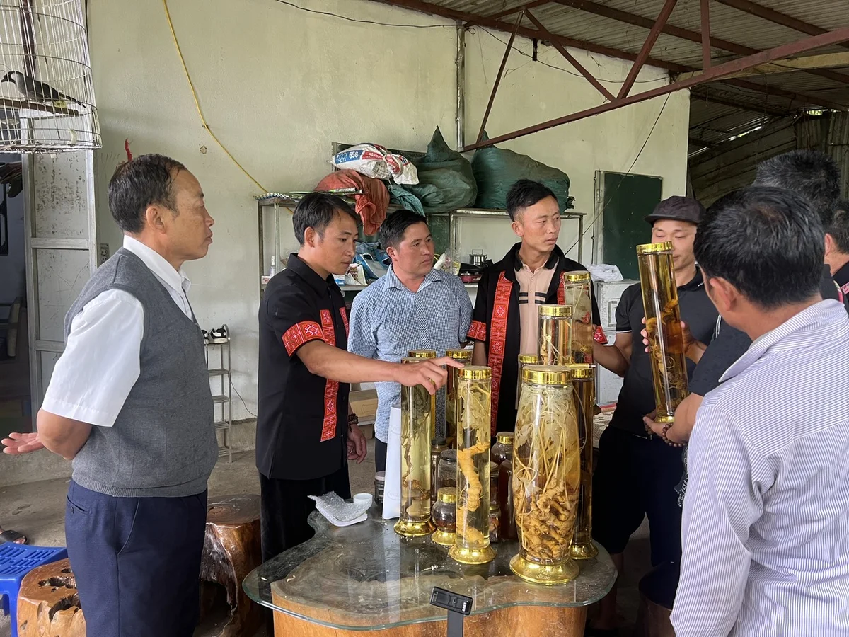 HTX Nậm Nghẹp tham quan học tập tại Lai Châu: Học làm du lịch cộng đồng và trồng sâm để làm giàu cho bản