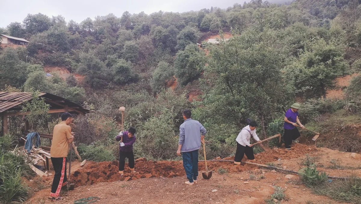 Bà con Nậm Nghiệp trồng khôi phục đẳng sâm
