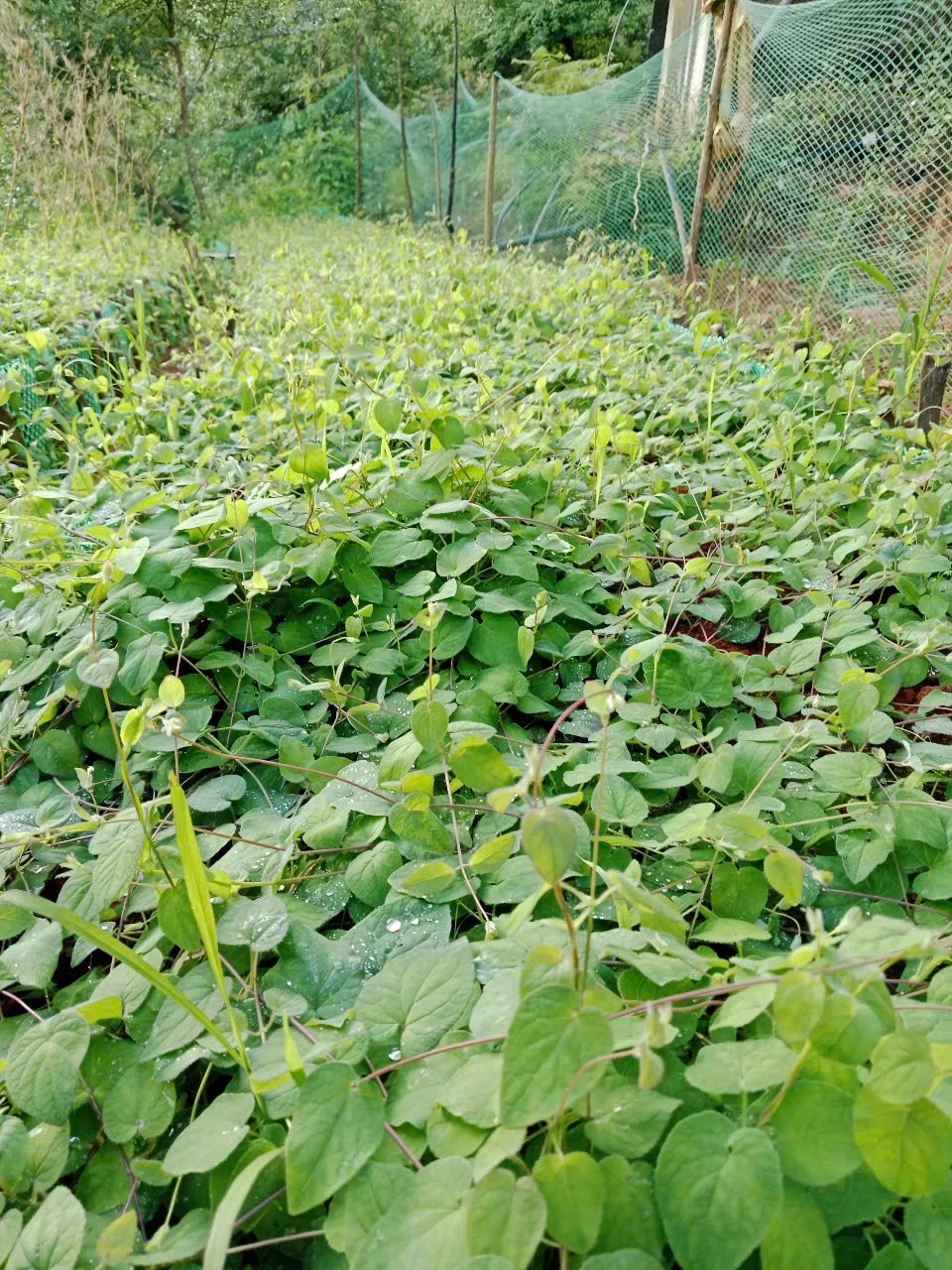 Đẳng sâm Nậm Nghiệp 